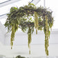Hanging Chandelier Wedding Hoop
